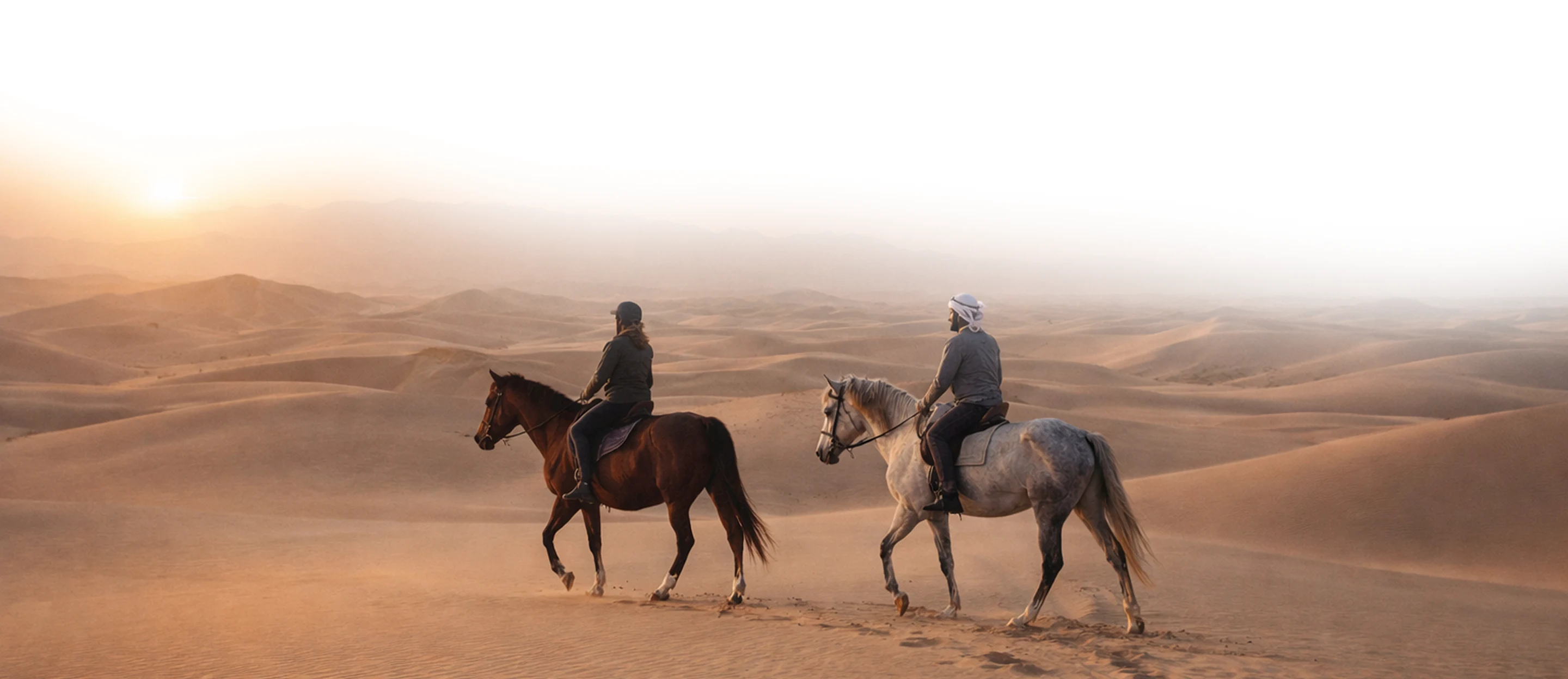Horses in the desert