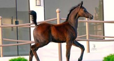 Elite Horse Training Centre