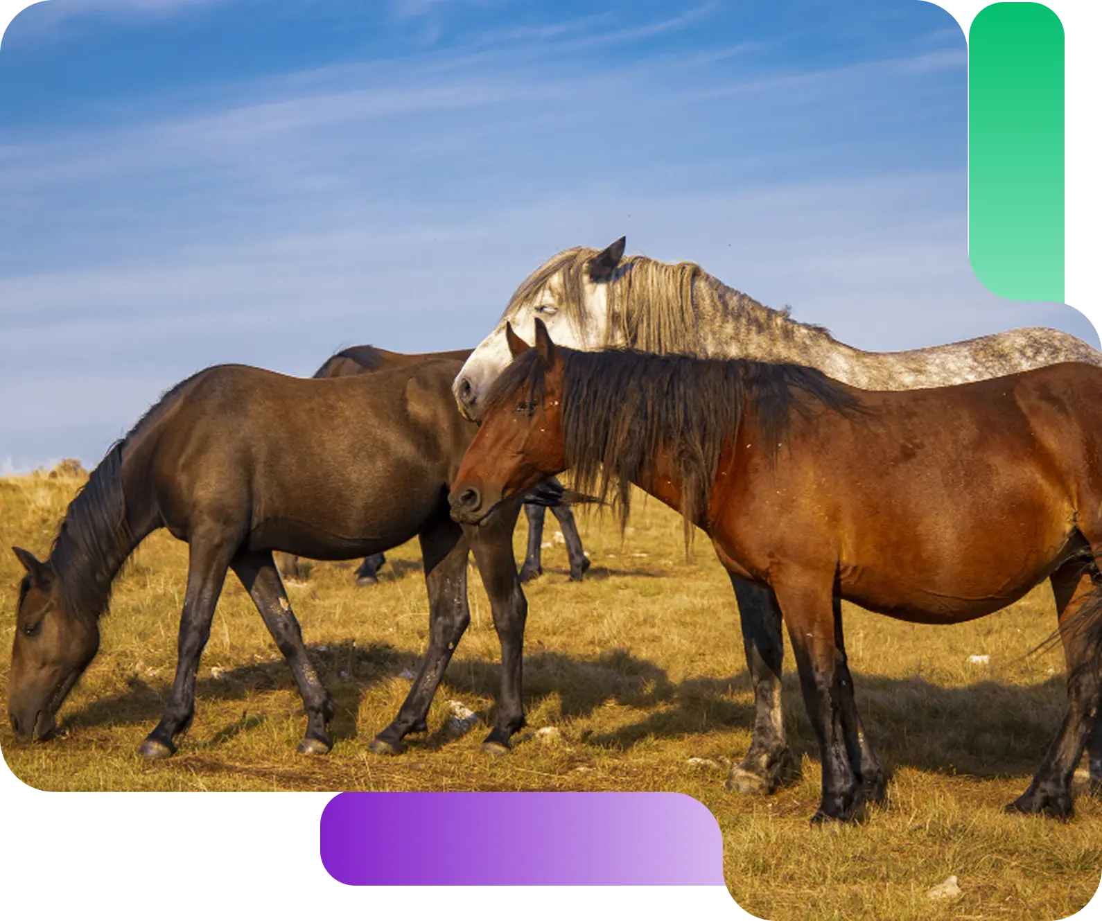 Stable Design & Build