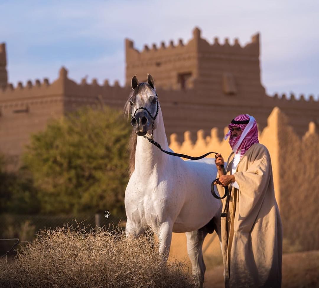 Equestrian Quote Background